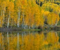 Mountain Lake refelctions of golden Aspen trees