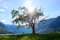 Mountain lake in summer - Lake Bohinj