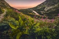 Mountain Lake at Sunset with Flowers and Hiking Trail in Foregro