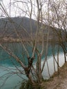 Mountain lake with turquoise blue water and old tree