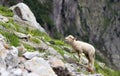 Mountain lamb Royalty Free Stock Photo