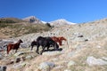 Mountain landscape