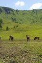 Mountain landscape along the road to Crocedomini pass. Horses and donkeys