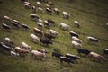 mountain landscape of Alps with caws on pasture. Healthy food farming concept. Royalty Free Stock Photo