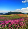 Mountain landscape. Amazing summer day. The lawns are covered by pink rhododendron flowers, blue sky with clouds. Nature.