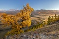 Mountain landscape on the background of the valley, blue sky in autumn. In the foreground is a yellow larch. Altai