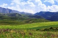 Mountain landscape. Blooming wild herbs. Medical herbs. Summer nature is wild. Kyrgyzstan