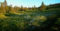 Mountain landscape with blossomed meadow