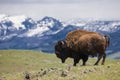 Mountain landscape with buffalo on horizon Royalty Free Stock Photo