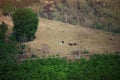 Mountain landscape Cattle raising on a tropical forest hill in Thailand