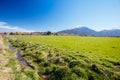 Landscape Around Staveley in New Zealand