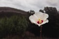 Mountain landscape with close-up of a white Hibiscus syriacus