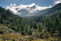 Mountain landscape with conifer of fir and larch, mountain range in background. Italian Alps, Gran paradiso National Park, Ceresol