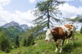 Mountain landscape with cow in foreground, Italian alps