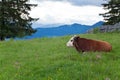 Cow on the mountain pasture near a wooden fence, silhouettes of mountains on the horizon. Royalty Free Stock Photo