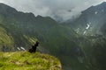 Mountain landscape. Dog watching over a valley in Fagaras Royalty Free Stock Photo