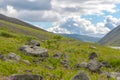 Mountain landscape with flowers. Hibiny mountains, Arctic circle, Kola peninsula, Murmansk region, Russia