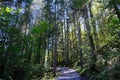 Trail of the Dereches forest in Morzine in Haute-Savoie Royalty Free Stock Photo