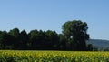 Mountain landscape, forest to the horizon. Pyramidal poplars. Background pictures.