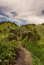 Mountain landscape with grass tree and sky background