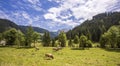 Mountain landscape with grazing cows Royalty Free Stock Photo