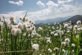 Mountain landscape. green meadow with a plant of cotton grass in the foreground. Royalty Free Stock Photo