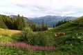 Mountain landscape with Haflinger horses
