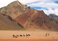 Mountain landscape with horses in front, Argentina Royalty Free Stock Photo