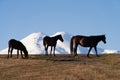 Mountain landscape. Horses grazing in a meadow against a background of snow-covered mountains and blue sky