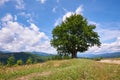 Mountain landscape with lonely beech tree in the foreground. Sunny day. Carpathians, Ukraine