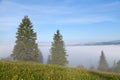 Old big spruces on the flower meadow, dense fog over the mountains. The Carpathians. Royalty Free Stock Photo