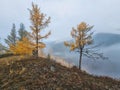 Mountain landscape in misty early morning in autumn. Fantastic view of the tops of mountain ridge above the clouds. Yellow larches