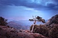 Mountain landscape with old juniper. Mount Madari in Cyprus.