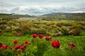 Mountain landscape with poppies