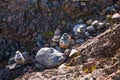 Mountain landscape with pyramids of stones. Altai republic