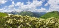 Mountain landscape with rhododendrons flowers on sunny summer day in Svaneti, Georgia Royalty Free Stock Photo