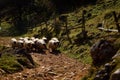 Mountain landscape with sheep in autumn morning - Fundatura Pon