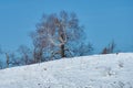 Mountain landscape. Snow-covered glade in the foreground, white birch on the middle, and a clear blue sky in the background