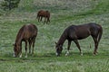 Mountain landscape and sporting horses in springtime meadou, Plana mountain Royalty Free Stock Photo