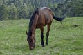 Mountain landscape and sporting horses in springtime meadou, Plana mountain Royalty Free Stock Photo