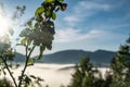 mountain landscape of Spring blossom background. Beautiful nature scene with blooming tree and sun light Spring Royalty Free Stock Photo