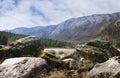 Mountain landscape in spring. Coniferous forest on the bank of a mountain river. Rocky coast and rocks. Wildlife. Large stones wit Royalty Free Stock Photo