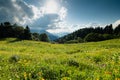 mountain landscape summer forests meadows grass flowers sky clouds