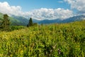 mountain landscape summer forests meadows grass flowers sky clouds