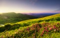 Mountain landscape in summertime during sunset. Blossoming alpine meadows. Field and mountains. Royalty Free Stock Photo