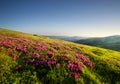 Mountain landscape in summertime during sunset. Blossoming alpine meadows. Field and mountains. Royalty Free Stock Photo