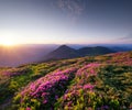 Mountain landscape in summertime during sunset. Blossoming alpine meadows. Field and mountains. Royalty Free Stock Photo