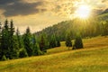 mountain landscape at sunset. meadow on hill side with coniferous forest Royalty Free Stock Photo