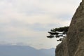 Mountain landscape, tree on a cliff top