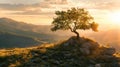 Mountain landscape with tree at sunset in summer, scenic lone pine against sun, stunning view. Concept of nature, sky, travel